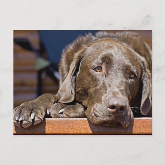Sad Chocolate Lab Portret Foto Briefkaart (Voorkant)