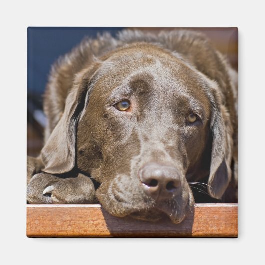 Sad Chocolate Labrador Magneet (Voorkant)