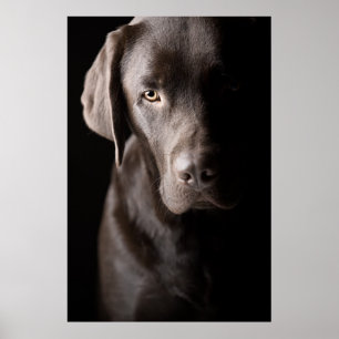 Sad Chocolate Labrador Puppy Poster