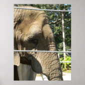 Sad Elephant Poster (Voorkant)