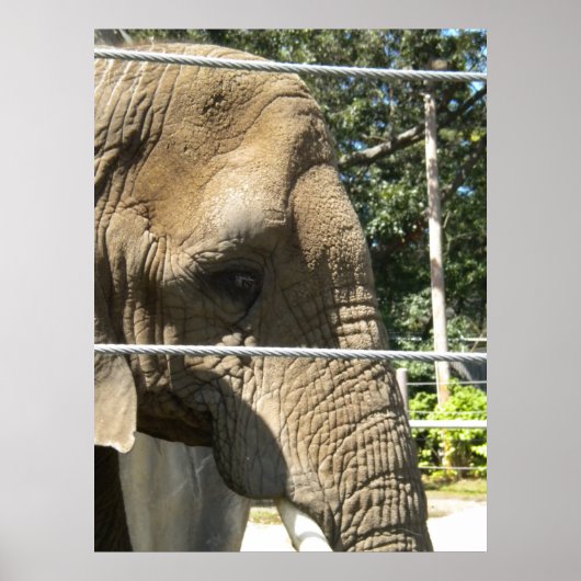 Sad Elephant Poster (Voorkant)