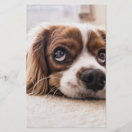 Sad-Eyed Cocker Spaniel Dog Briefpapier (Voorkant)