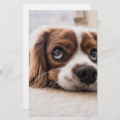 Sad-Eyed Cocker Spaniel Dog Briefpapier (Voorkant / Achterkant)