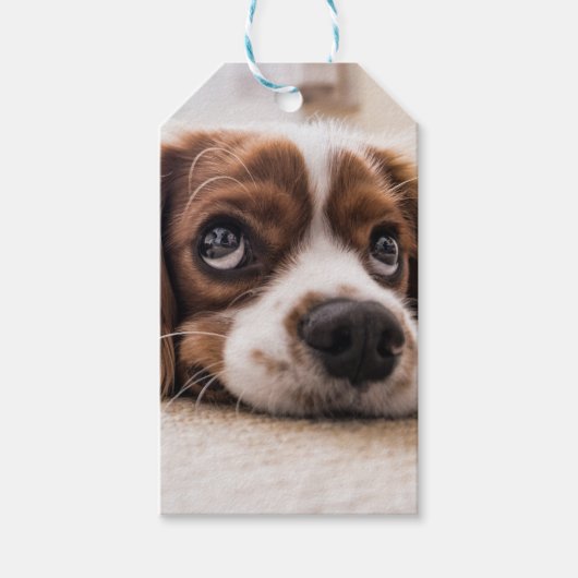 Sad-Eyed Cocker Spaniel Dog Cadeaulabel (Voorkant)
