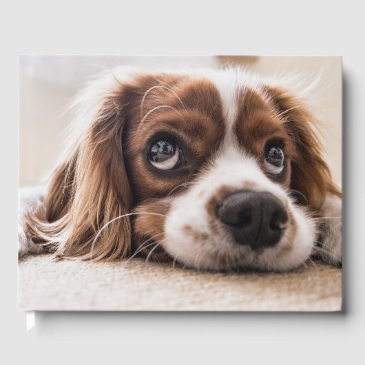 Sad-Eyed Cocker Spaniel Dog Gastenboek (Voorkant)