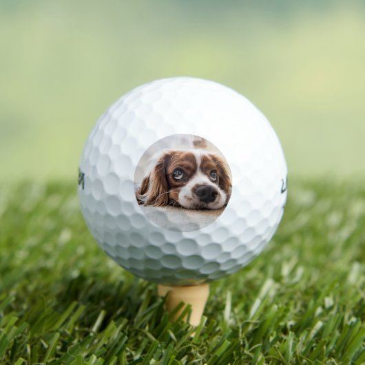 Sad-Eyed Cocker Spaniel Dog Golfballen (Insitu Shirt)