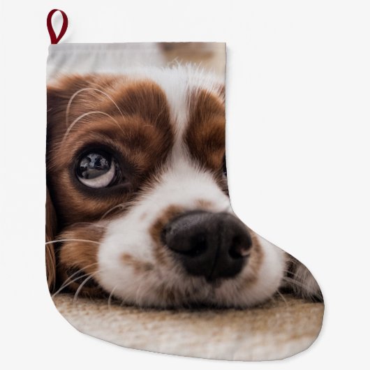 Sad-Eyed Cocker Spaniel Dog Grote Kerstsok (Voorkant)