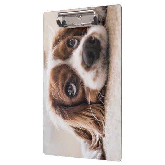 Sad-Eyed Cocker Spaniel Dog Klembord (Links)