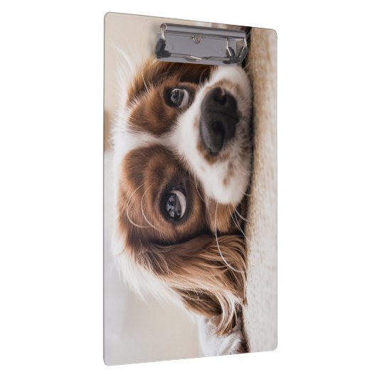 Sad-Eyed Cocker Spaniel Dog Klembord (Rechts)