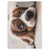 Sad-Eyed Cocker Spaniel Dog Klembord (Voorkant)