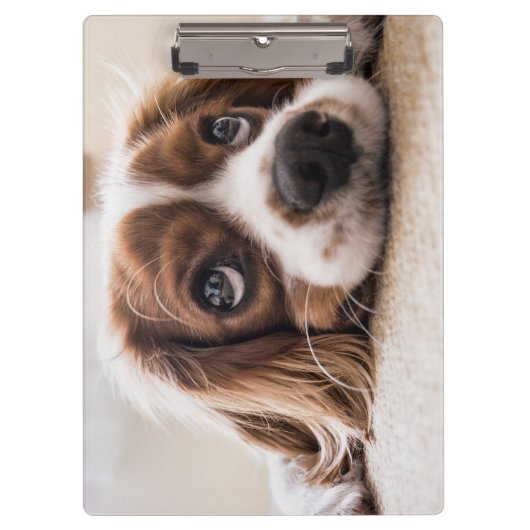 Sad-Eyed Cocker Spaniel Dog Klembord (Voorkant)