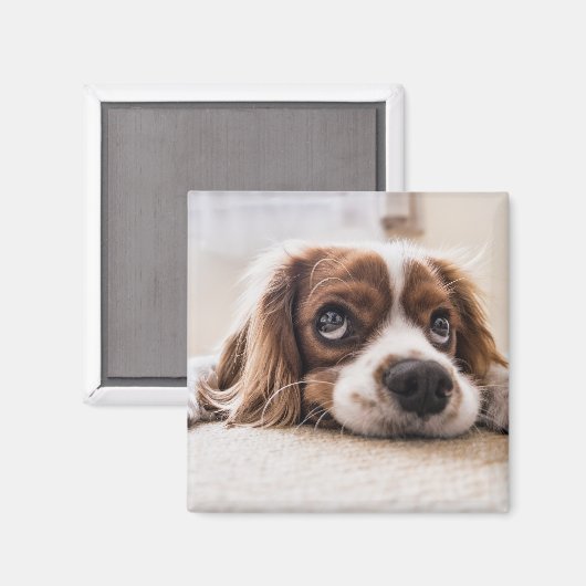 Sad-Eyed Cocker Spaniel Dog Magneet (Voorkant / Achterkant)