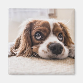 Sad-Eyed Cocker Spaniel Dog Magneet