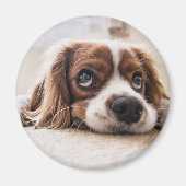 Sad-Eyed Cocker Spaniel Dog Magneet (Voorkant)