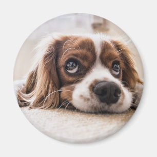 Sad-Eyed Cocker Spaniel Dog Magneet