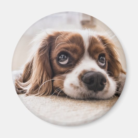 Sad-Eyed Cocker Spaniel Dog Magneet (Voorkant)