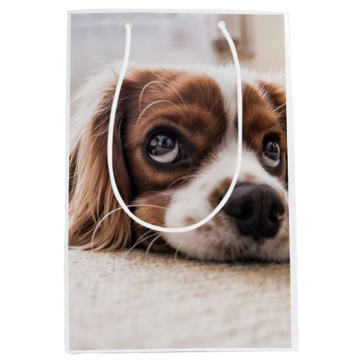 Sad-Eyed Cocker Spaniel Dog Medium Cadeauzakje (Voorkant)