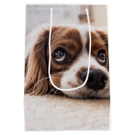 Sad-Eyed Cocker Spaniel Dog Medium Cadeauzakje (Achterkant)