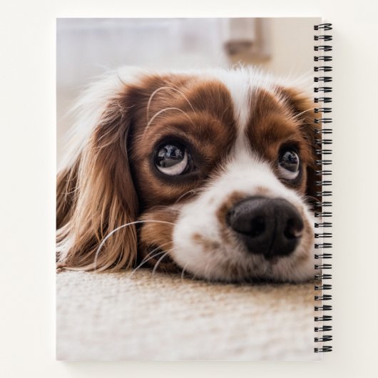 Sad-Eyed Cocker Spaniel Dog Notitieboek (Achterkant)