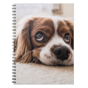 Sad-Eyed Cocker Spaniel Dog Notitieboek