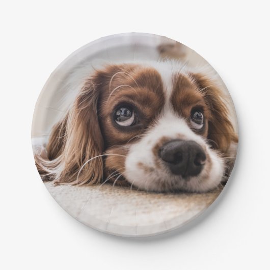 Sad-Eyed Cocker Spaniel Dog Papieren Bordje (Voorkant)