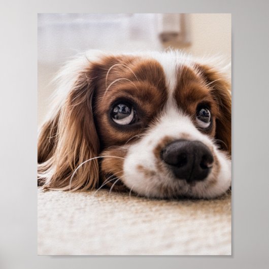 Sad-Eyed Cocker Spaniel Dog Poster (Voorkant)