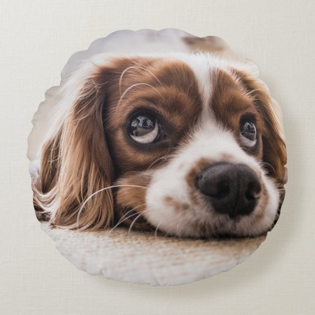 Sad-Eyed Cocker Spaniel Dog Rond Kussen (Voorkant)