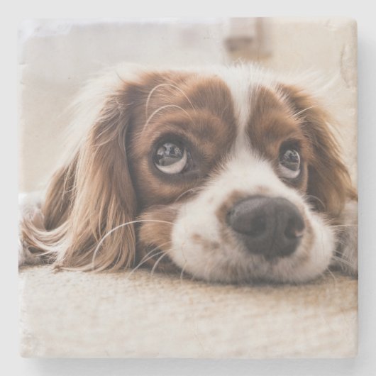 Sad-Eyed Cocker Spaniel Dog Stenen Onderzetter (Voorkant)