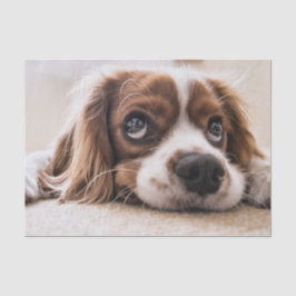 Sad-Eyed Cocker Spaniel Dog Tissuepapier