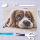 Sad-Eyed Cocker Spaniel Dog Tissuepapier (Craft)