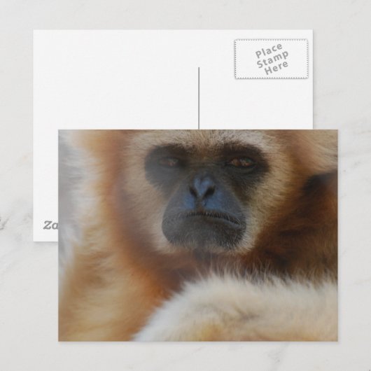 Sad Gibbon Briefkaart (Voorkant / Achterkant)