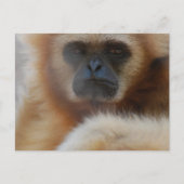 Sad Gibbon Briefkaart (Voorkant)
