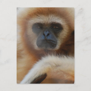Sad Gibbon Briefkaart