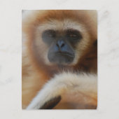 Sad Gibbon Briefkaart (Voorkant)