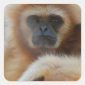 Sad Gibbon Stickers (Voorkant)