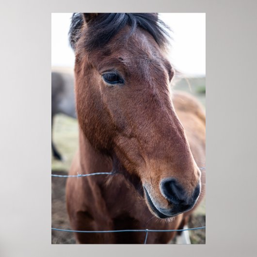 SAD HORSE POSTER (Voorkant)