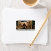 Sad Little Yorkie Etiket (Insitu)