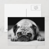 Sad Pug Briefkaart (Voorkant / Achterkant)