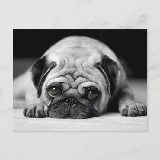 Sad Pug Briefkaart (Voorkant)