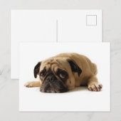Sad Pug Briefkaart (Voorkant / Achterkant)
