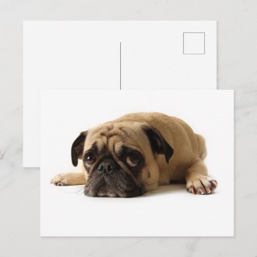 Sad Pug Briefkaart (Voorkant / Achterkant)