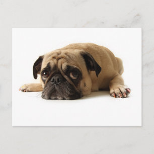 Sad Pug Briefkaart