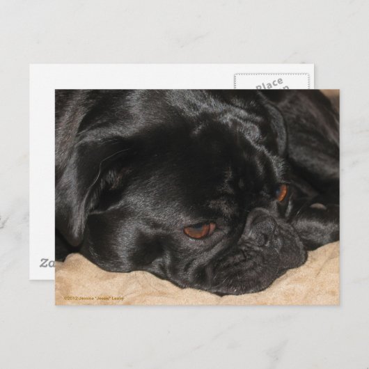 Sad Pug Briefkaart (Voorkant / Achterkant)