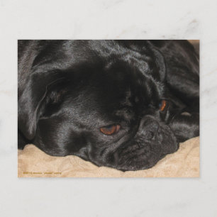 Sad Pug Briefkaart