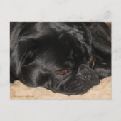 Sad Pug Briefkaart (Voorkant)