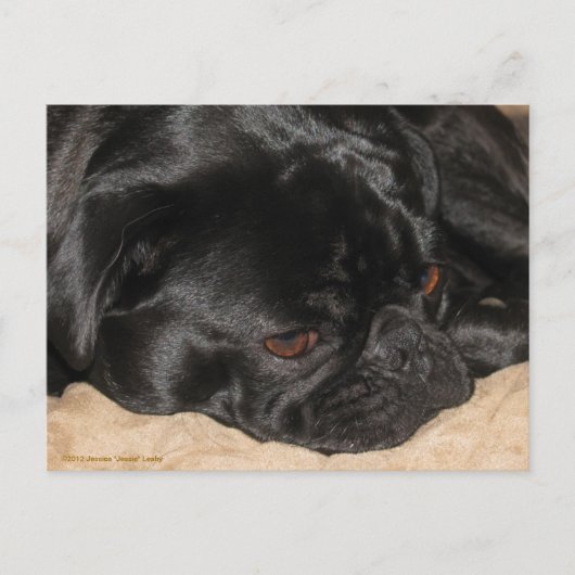 Sad Pug Briefkaart (Voorkant)