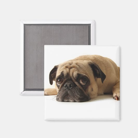 Sad Pug Magneet (Voorkant / Achterkant)