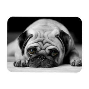 Sad Pug Magneet