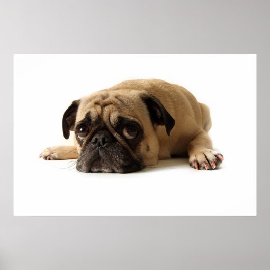 Sad Pug Poster (Voorkant)