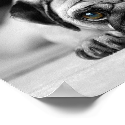 Sad Pug Poster (Hoek)